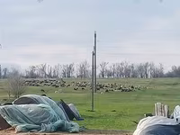 نعجة, Edilbay sheep — الصورة 2
