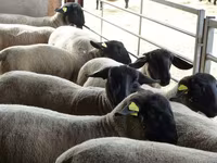 Schaf, White Suffolk sheep — Foto 1