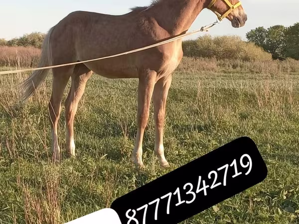 Hengst, Anglo-Arabian