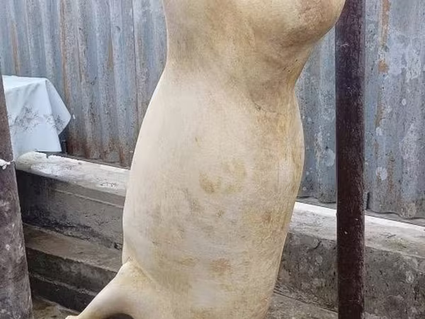 Carnero, Ovejas