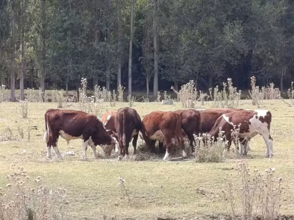 Бык, Герефорд