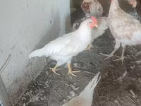 Leghorn — Foto 1