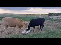 بقرة, البقرة الكازاخستانية ذات الرأس الأبيض — الصورة 3