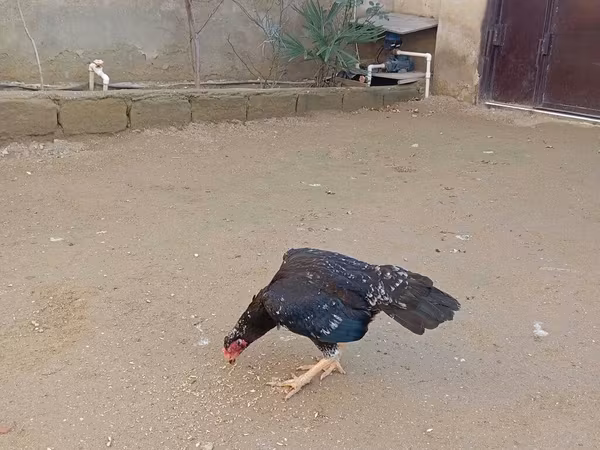 ओल्ड इंग्लिश गेम