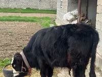 Bulle, Simmental cattle — Foto 4