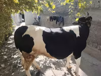 Kuh, Russian Black pied cattle — Foto 5