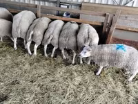 Widder, Beltex sheep — Foto 1