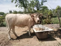 Kuh, Simmental cattle — Foto 3