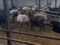 Widder, Arashan sheep — Foto 2