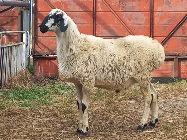 Widder, Hissar sheep