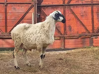 Widder, Hissar sheep — Foto 2