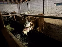 ثور, Latvian Blue cattle — الصورة 4