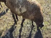 Ram, Sheep — photo 3