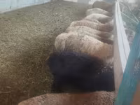 母羊, Sheep — 照片 6