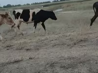 Toro, Raza Holstein — foto 2