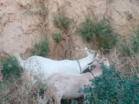 عنزة, Saanen goat — الصورة 7