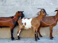 عنزة, Nubian Goat — الصورة 3