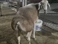 Sheep, Afghan Arabi sheep — photo 1