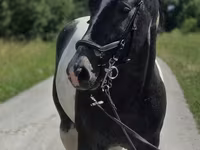 خيول (دفعة، الجنس غير محدد), Horse breed — الصورة 6