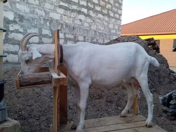 عنزة, Saanen goat
