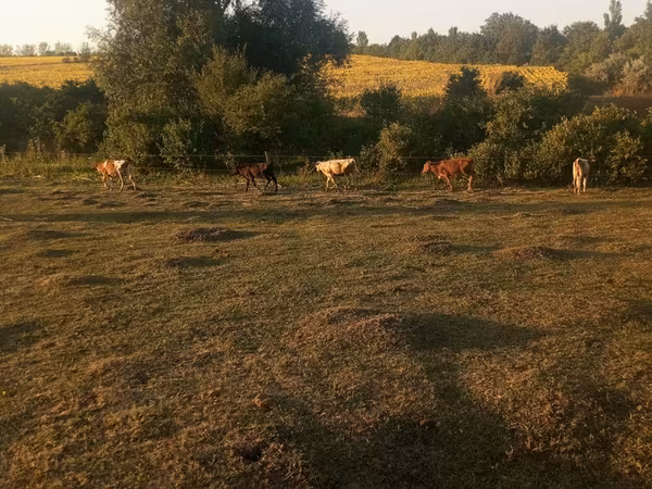 Vaca, Ganado vacuno