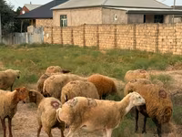Sheep, Apsheron sheep — photo 7