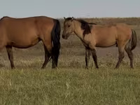 Hengst, Bashkir horse — Foto 6