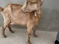 बकरी, Alpine goat — फ़ोटो 4