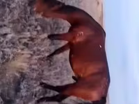 Caballo, Caballos — foto 1