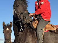 母马, Friesian — 照片 3