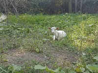 Cabra, Orenburg goat — foto 1