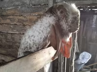 Ziege, Beetal goats — Foto 6