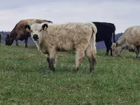 母牛, Galloway cow — 照片 7