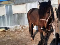 Caballo, Caballos — foto 3