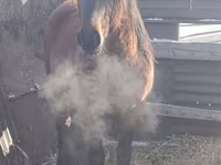 घोड़ा, Mugalzhar horse — फ़ोटो 1