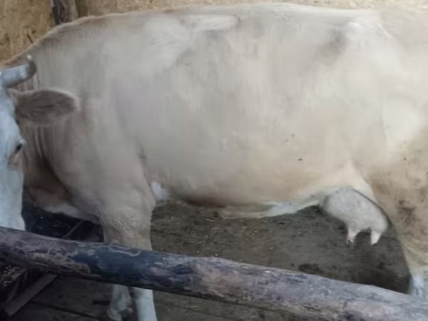 Kuh, Latvian Blue cattle