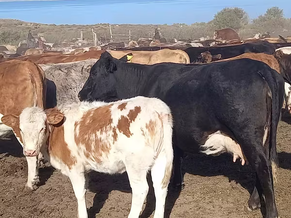 Kuh, Swiss cattle