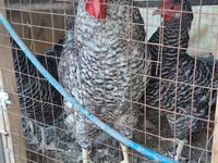 Chickens — 照片 2