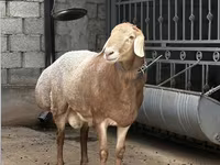 Carnero, Arashan sheep — foto 2