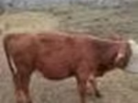 Toro, Vaca de estepa roja — foto 4