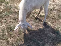 Billy Goat, Goats — photo 3