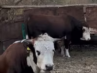Toro, Cabeza Blanca Ucraniana — foto 2