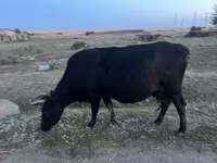 بقرة, الماشية — الصورة 4