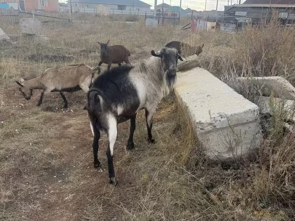 تيس, Alpine goat
