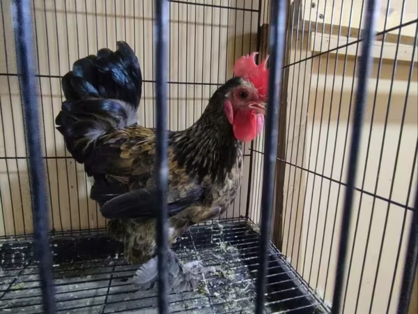 ياباني بانتام