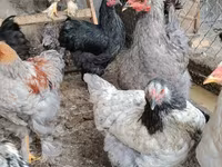 Brahma — photo 2