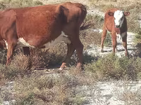 Kuh, Latvian Blue cattle — Foto 3