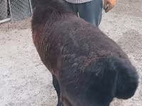 Ram, Tian-Shan semifinewool sheep — photo 2