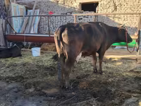 Kuh, Swedish red cattle — Foto 1