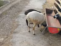 Widder, Schafe — Foto 6